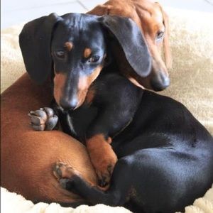 Meet your Posher, Thanh